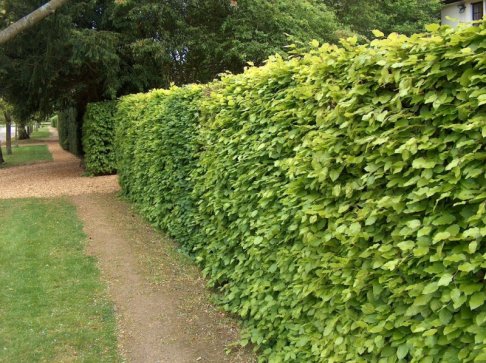 Glebe Farm Hedging