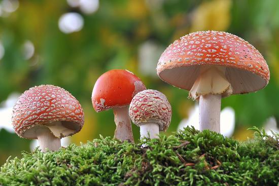 fly amanita