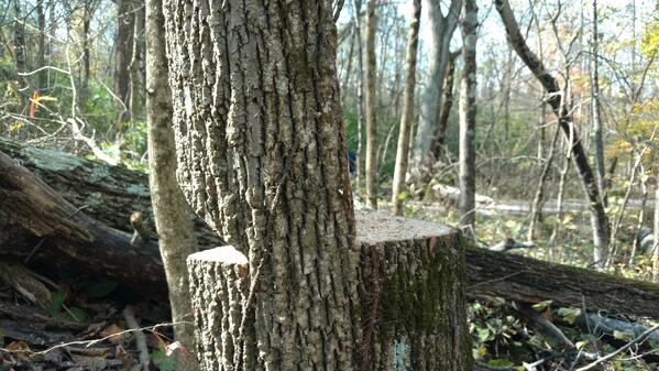 Barber chairing tree