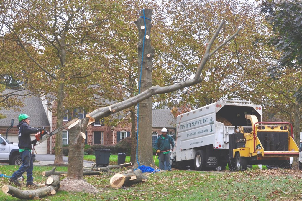 Tree Removal Service