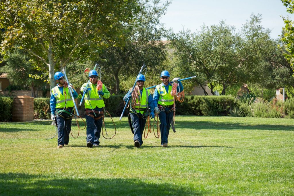 Tree Service