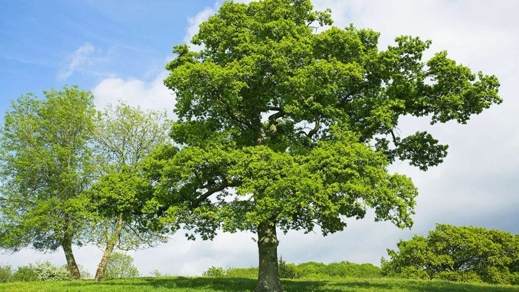 oak trees in pennsylvania